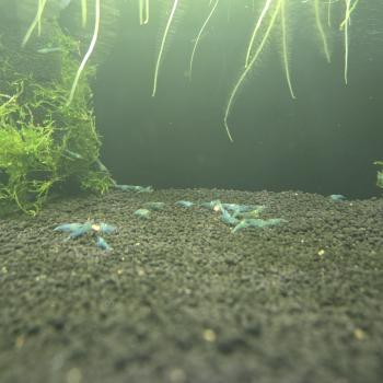 Preview: Blue Jelly (DNZ)